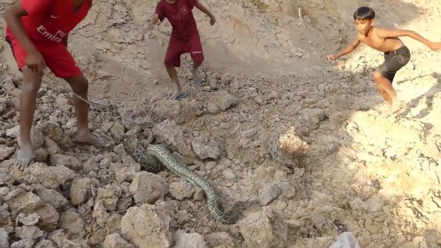 Amazing Three Brave Boys Catch Big Python Snake In My Village Near Truck | Animal Trap