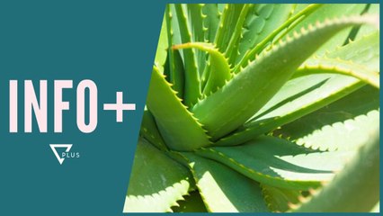 INFO+ / 5 llojet e luleve që ju ndihmojnë të flini gjumë - Vizion Plus