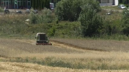 Ka filluar fushata e korrje shirjes së grurit në Gjakovë-Lajme