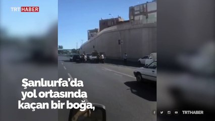 Kaçan boğa ortalığı birbirine kattı