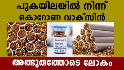 Corona Vaccine From Tobacco All Set For The Human Trial | Oneindia Malayalam