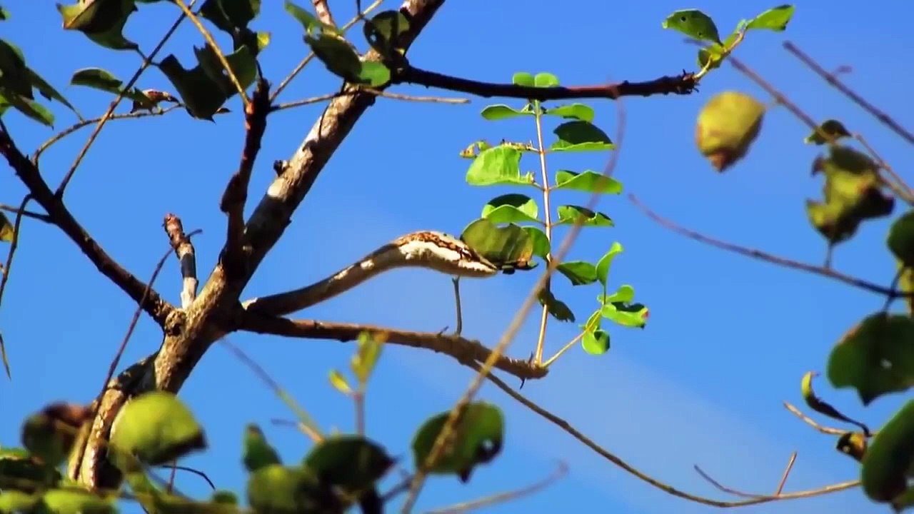 Fastest Wildlife Predators - Full Documentary HD