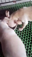 Four puppies have lunch