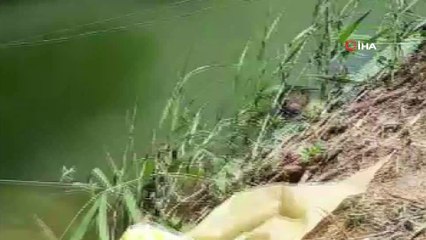 Tekirdağ’da görülen su samuru şaşırttı