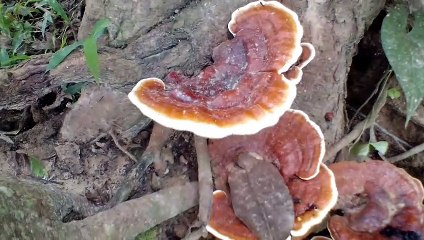 Kaan ke sabhi bimariyo ka Desi ilaj