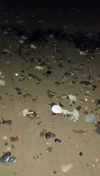 Il guide des centaines de bébés tortues vers l'océan... adorable