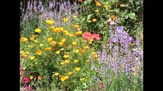 Flowers video with 856Hz vibrating music for healing your aches and migraine |  Video de flores con música vibrante de 856Hz para curar tus dolores y migraña | Vidéo de fleurs avec musique vibrante à 856 Hz pour guérir vos douleurs et migraines