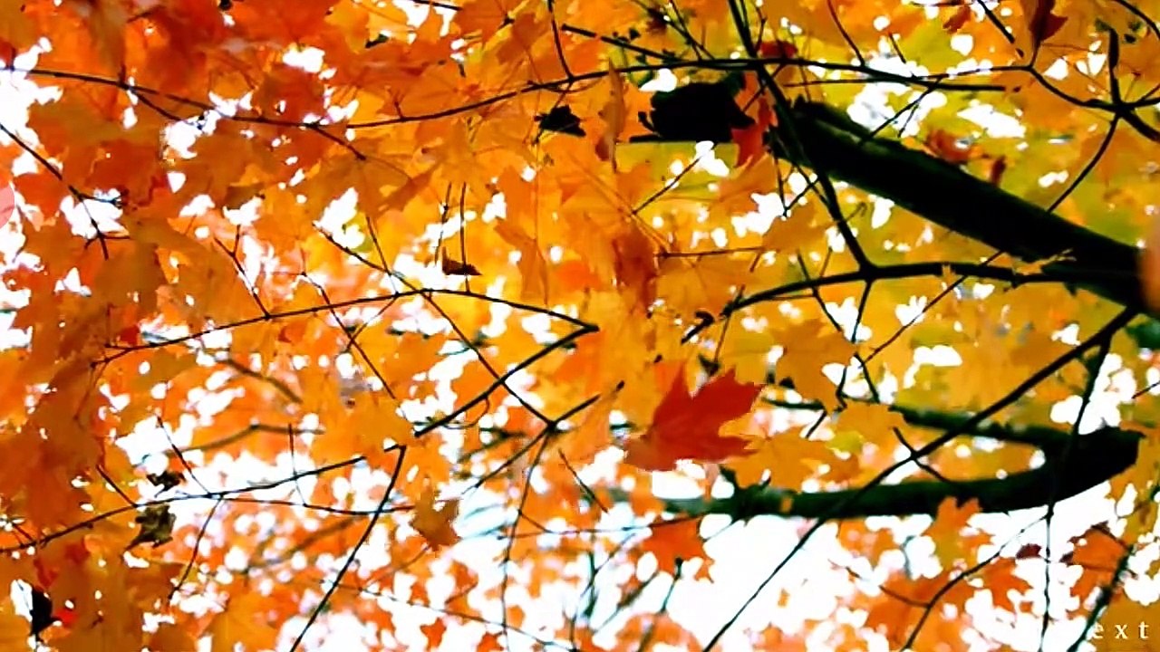 Meditation music: Relaxation and stress reliever music , healing sounds