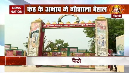 राजनीतिक दांवपेंच में फंसी दिल्ली की गौशाला, नहीं बचे चारा खरीदने के भी पैसे