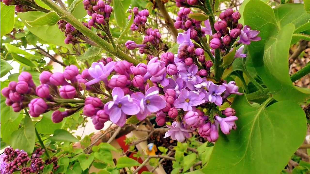 Fantômas I.  À l'ombre de la guillotine (Fantômas I. A la sombra de la guillotina) (1913)