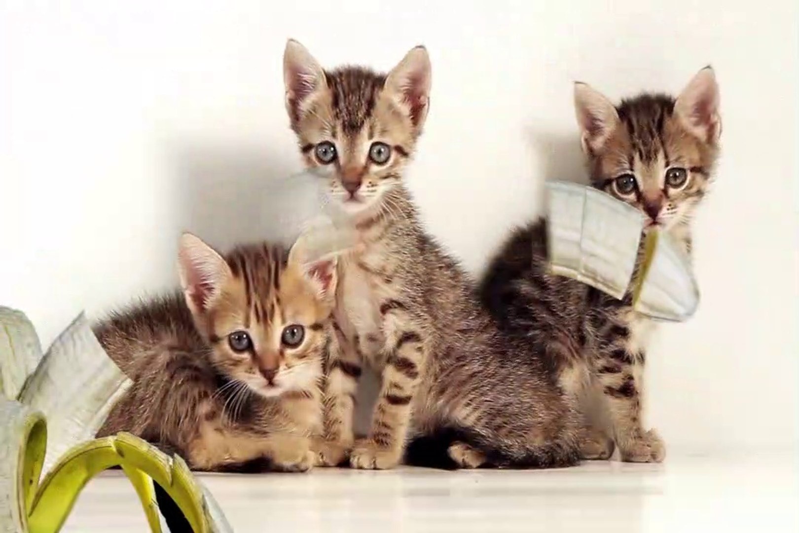 ⁣(NEW) | Cats are cute| cute cats | cute cat| cute cats videos| cats