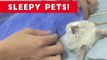 Cutest Sleepy Pet and Animal Videos of 2017 _ Funny Pet Videos