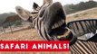 The Cutest Safari Animals Home Video Bloopers of 2017 Weekly Compilation _ Funny Pet Videos