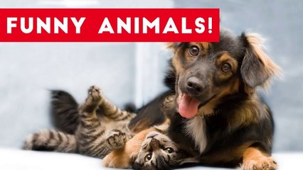 Funniest Pets of the Week Compilation July 2017 _ Funny Pet Videos