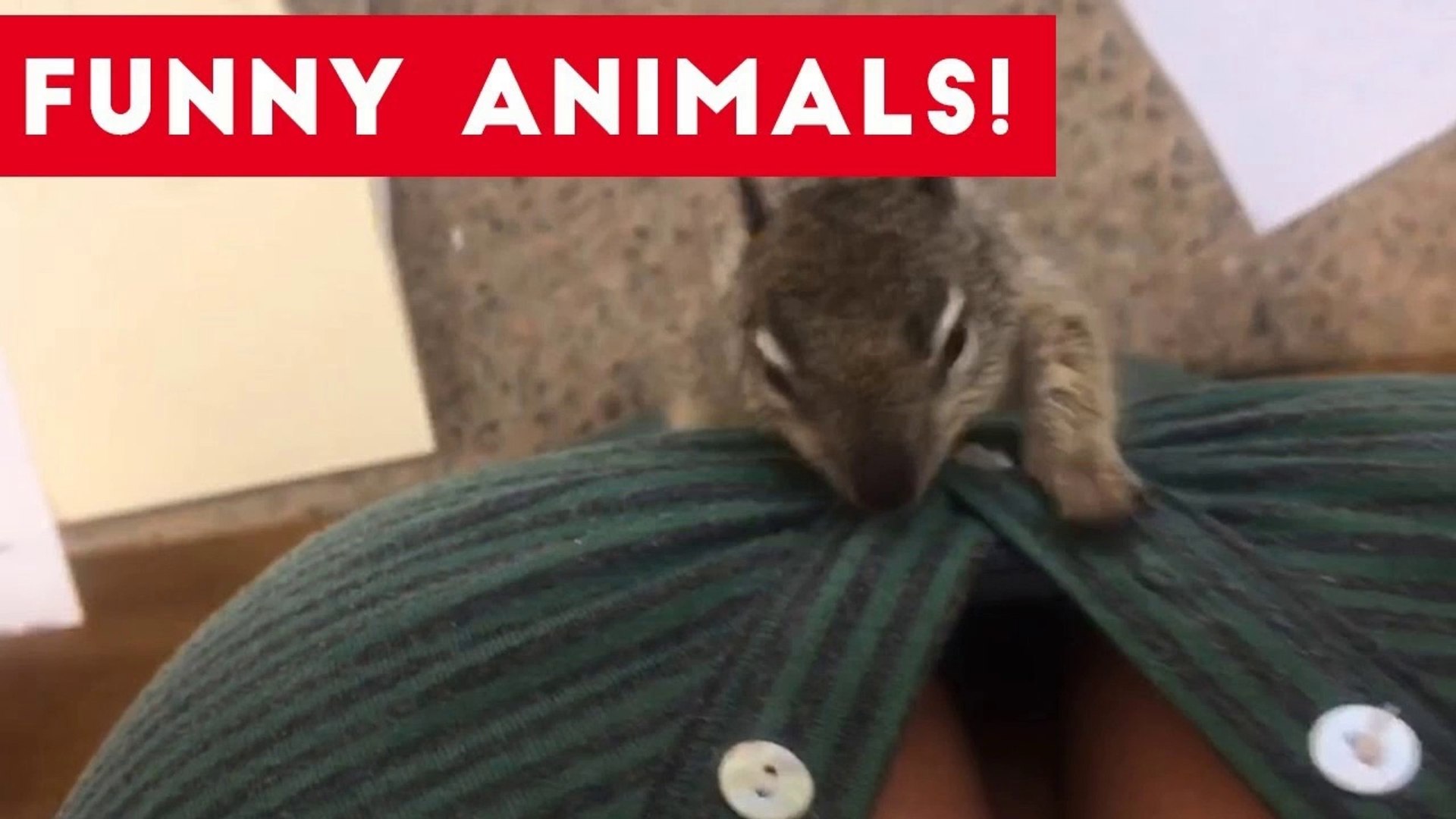 ⁣Funniest Pets of the Week Compilation July 2017 _ Funny Pet Videos
