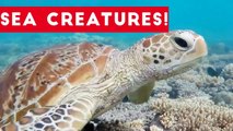 Cutest Sea Creatures of 2017 _ Funny Pet Videos