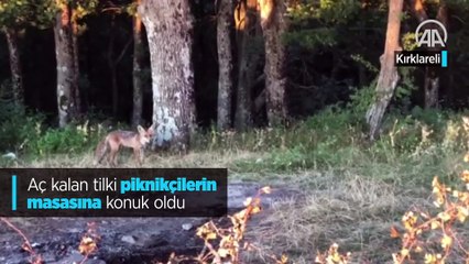 Aç kalan tilki piknikçilerin masasına konuk oldu