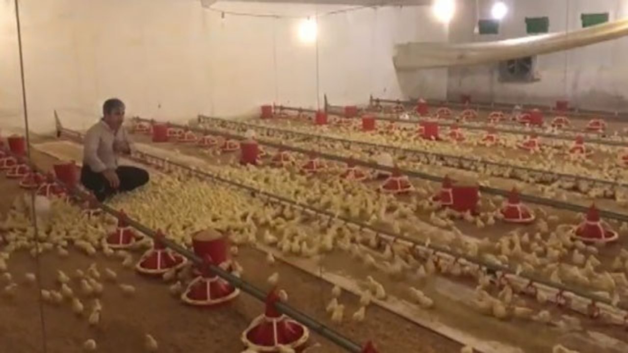 Tek komutla binlercesini ayağına getirdi... Geh, geh, geh!