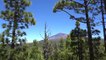 Free 4K Nature forest background landscape - No Copyright Stock Video 4K Ultra HD