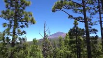 Free 4K Nature forest background landscape - No Copyright Stock Video 4K Ultra HD