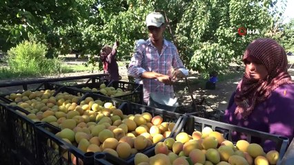 Kayısı hasadında fiyatlar üreticinin yüzünü güldürdü