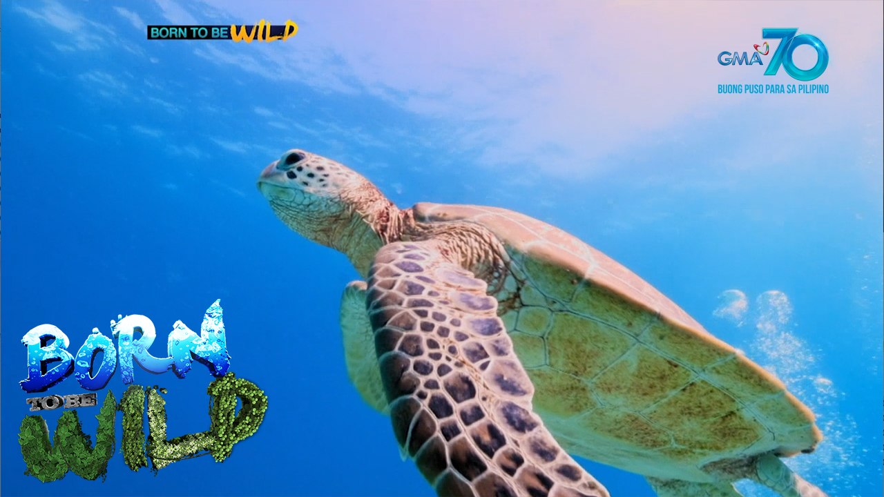 Born to be Wild: Marine life sightings during community quarantine
