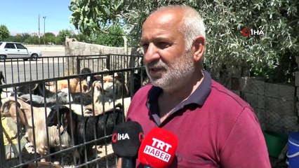 Covid-19 kurbanlık satışlarını etkiledi