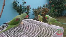 Ringneck vs Alexandrine