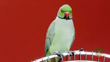 Indian Ringneck Parrot Relaxing Sound