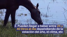 8 datos curiosos sobre los caballos