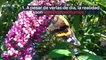 8 datos interesantes de las mariposas