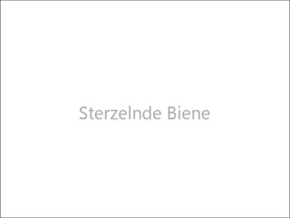 Mrs. Biens Video 1 - Sterzelnde Biene