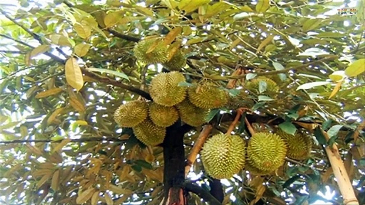 WOW!!! Amazing New Agriculture Technology - Durian tree