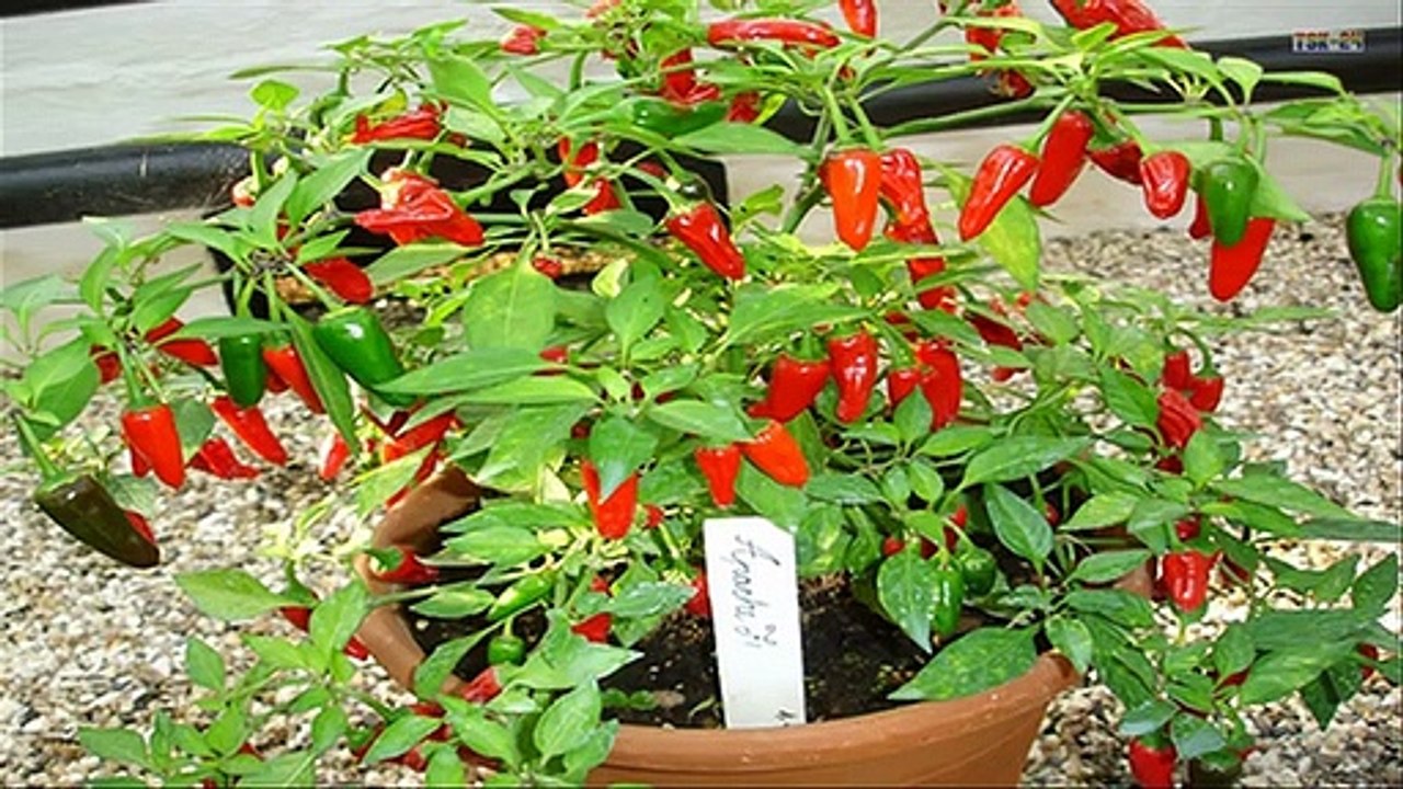Top 10 easy to grow vegetables for beginners