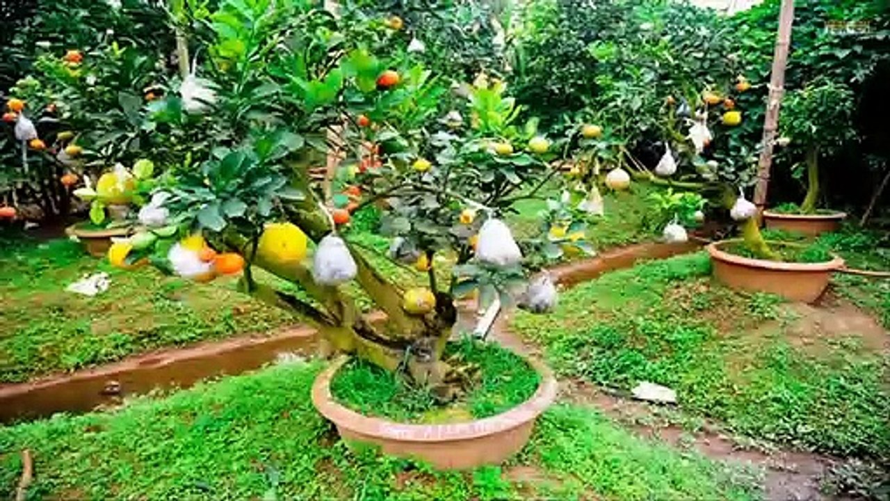 Farmer earn millions from 10 types of fruit from one tree