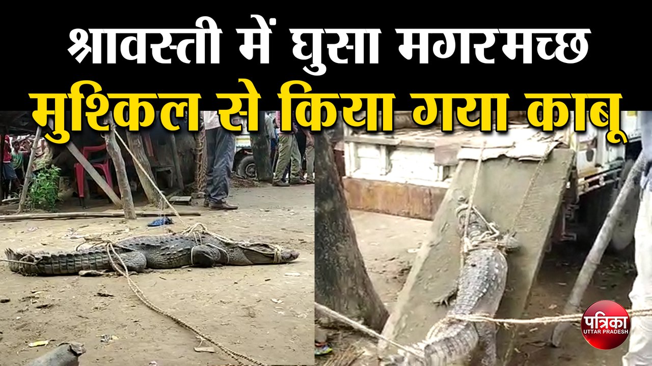 श्रावस्ती में घुसा मगरमच्छ, मुश्किल से किया गया काबू