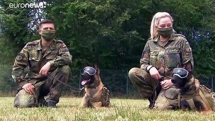 Germania, cani addestrati per individuare cellule infettate da Covid