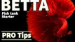 Betta fish tank Starter Tips & Tricks | Betta fish hobby | Fighterfish | Siamese fighter fish