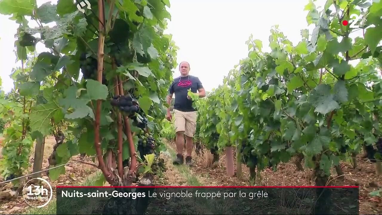 Nuits-Saint-Georges : Le vignoble frappé par la grêle