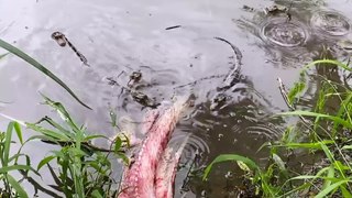 Baby alligators learn 'death rolls' on fish