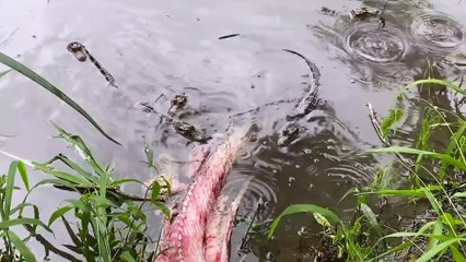 Baby alligators learn &apos;death rolls&apos; on fish