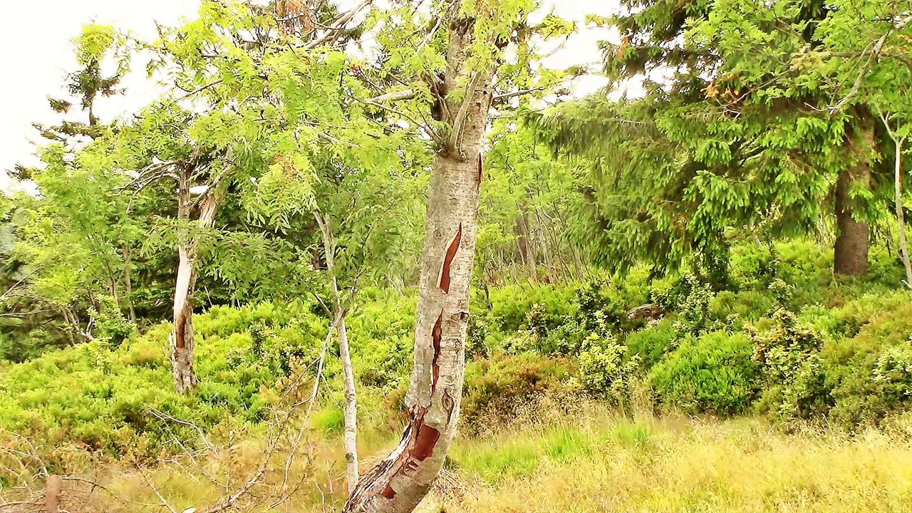 Von der Tafelfichte nach Swieradow-Zdroj – 2