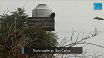 Vecinos de San Carlos denuncian la presencia de un mono suelto por el barrio