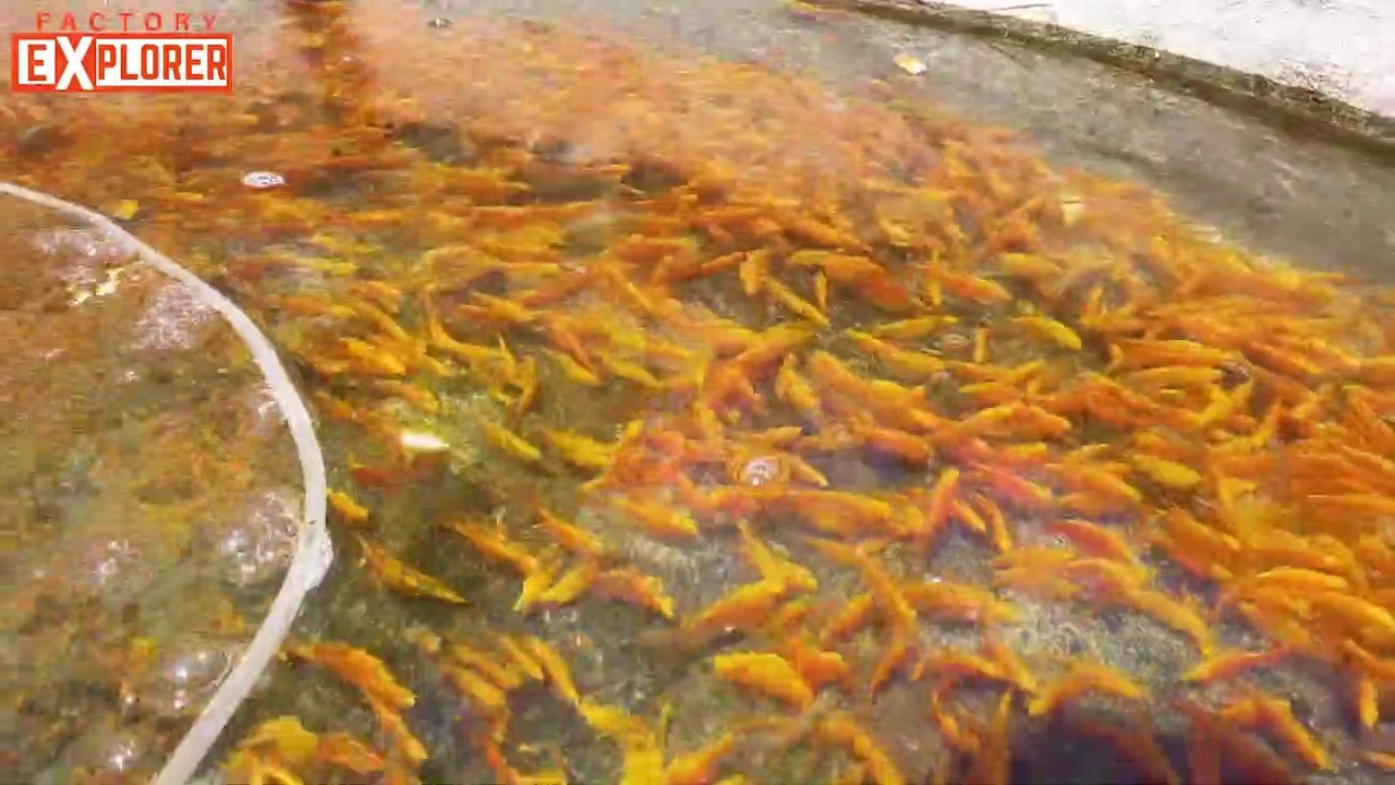 Biggest Colour FISH Farm TOUR in Asia - Part 2 | Factory Explorer