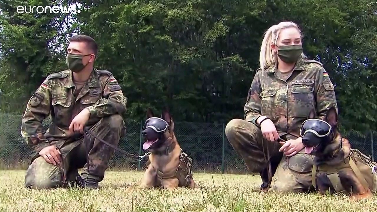 Den richtigen Riecher: Bundeswehr-Hunde als Corona-Spürnasen