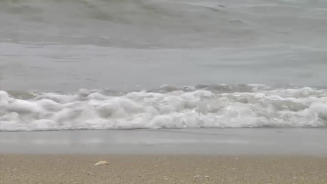 La coquina de Huelva lucha por tener su Denominación de Origen