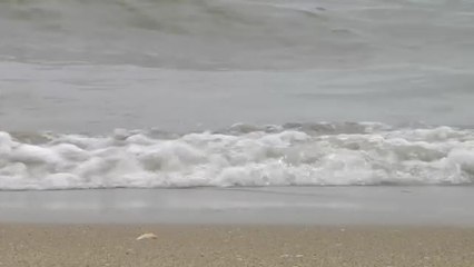 La coquina de Huelva lucha por tener su Denominación de Origen