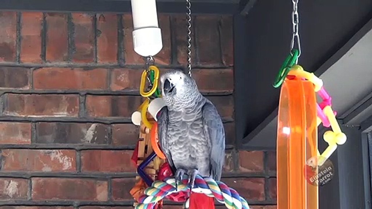 Sweet talking parrot has a great pick-up line