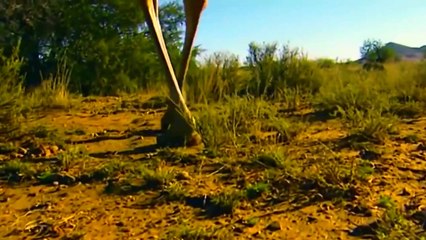 Buffalo vs Wild Dogs - Alone Buffalo Fearless Wild Dogs Because The Unity of The Buffalo Herd