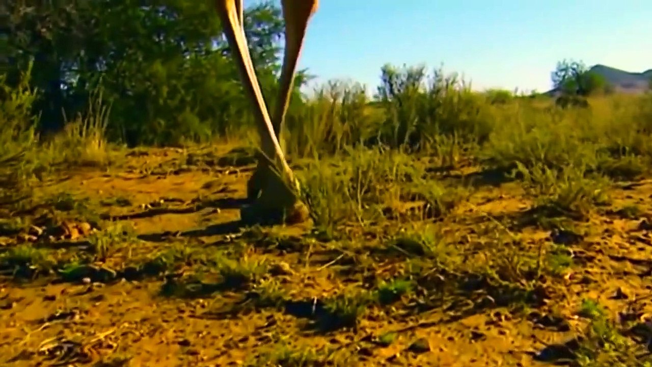 Buffalo vs Wild Dogs - Alone Buffalo Fearless Wild Dogs Because The Unity of The Buffalo Herd